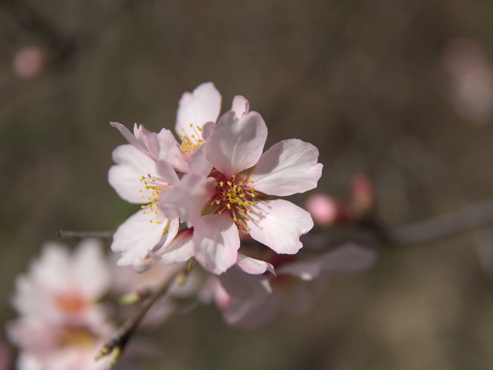 Flor amêndoa
 planta com flor
 pétala