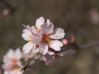 Foto Fiore mandorla
 pianta fiorita
 petalo