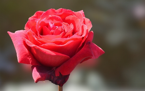 Rose red flower Photo