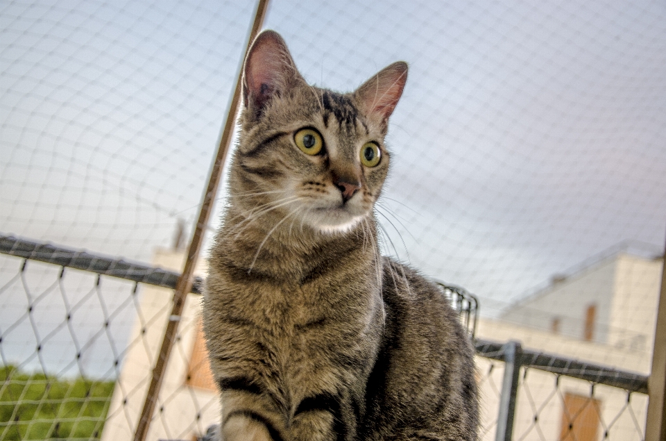 Cat mammal vertebrate small to medium sized cats