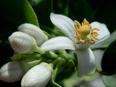 Flower citrus lemon blooming Photo