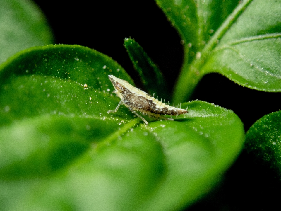 Insecto tolva de hojas
 hoja verde