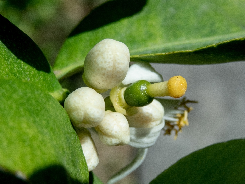 çiçek narenciye
 limon çiçeklenme