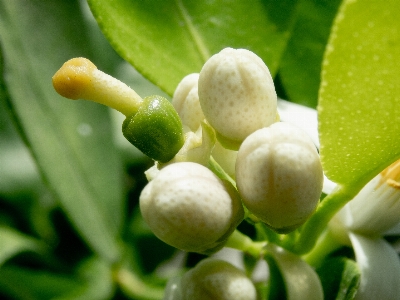 Flower citrus lemon blooming Photo