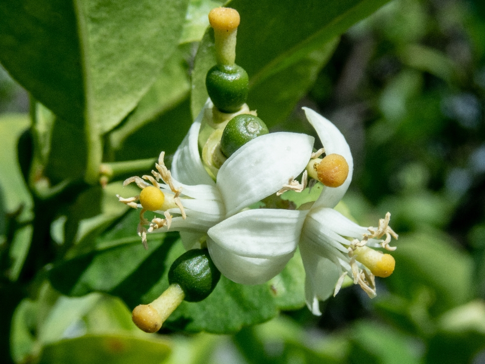 Flor agrios
 limón floreciente