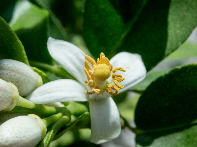 Blume zitrusfrüchte
 zitrone blühen Foto