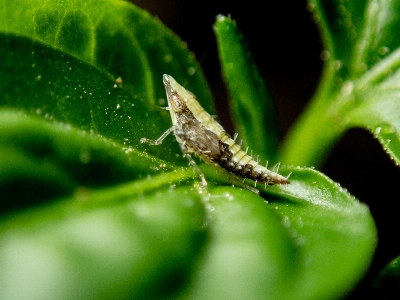 Foto Inseto funil de folhas
 folha verde