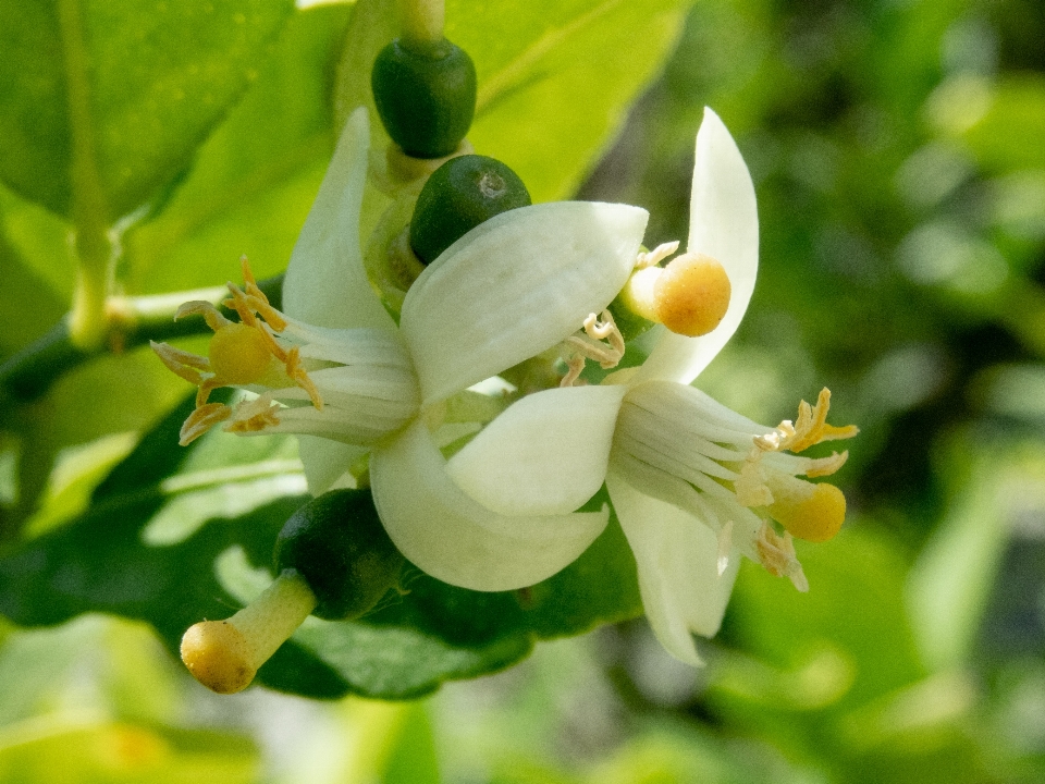 Blume zitrusfrüchte
 zitrone blühen