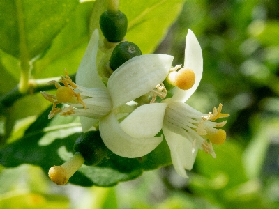 Blume zitrusfrüchte
 zitrone blühen Foto