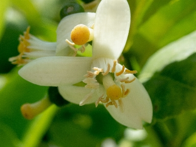 Foto Flor agrios
 limón floreciente