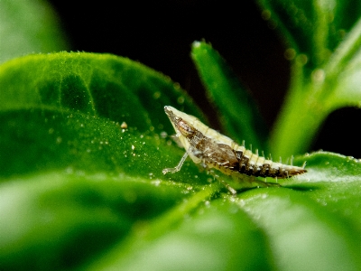 Foto Inseto funil de folhas
 folha verde