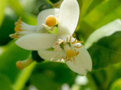 Foto Flor agrios
 limón floreciente