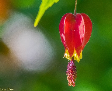 Foto Flor planta floreciendo
 rojo