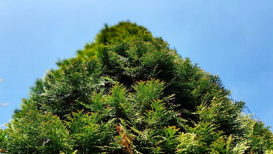 Green tree berg vegetation