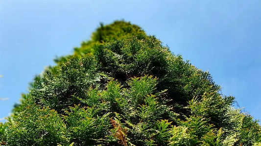 Green tree berg vegetation Photo