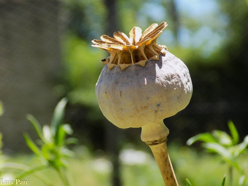 Flores
 opium
 bunga tanaman