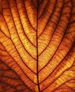 Blatt herbst baum textur Foto