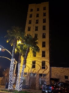 Foto Bangunan malam pohon lampu