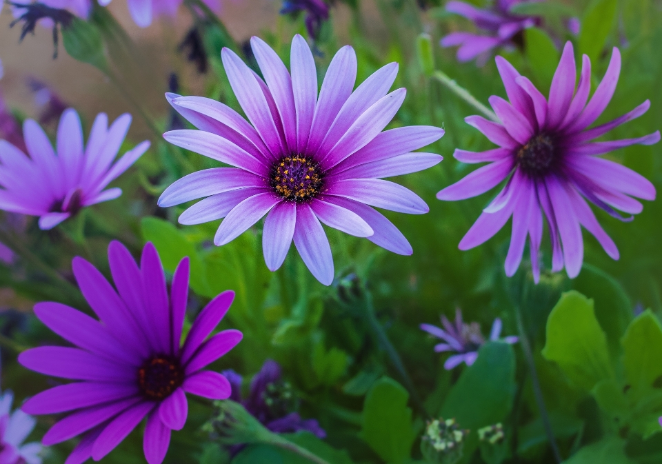 Fleur plante à fleurs
 pétale usine