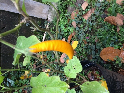 Agriculture leaf plant flower Photo