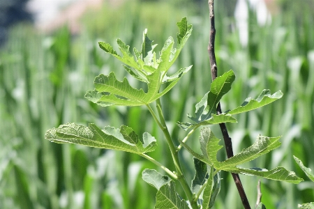 Nature tree fig leaf Photo