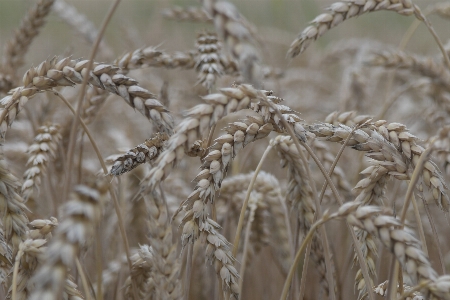 Nature grain cornfield dinkel wheat Photo