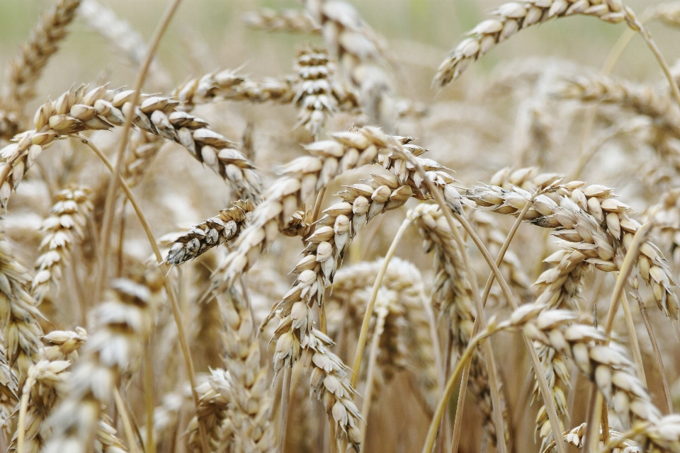 Nature grain cornfield malt