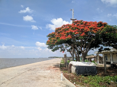 Foto Natural cielo árbol nube