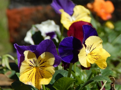 Flower flowering plant petal pansy Photo