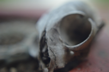 Natural close up eye macro photography Photo