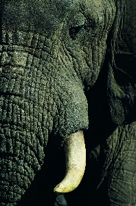 Foto Elefante elefanti e mammut
 animale terrestre
 africano
