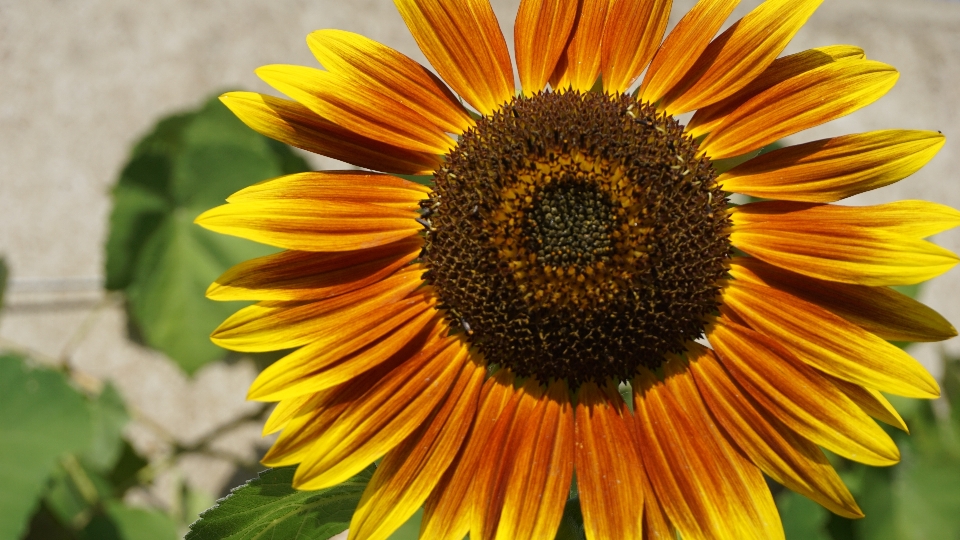 Sonnenblume sommer blüte gelb