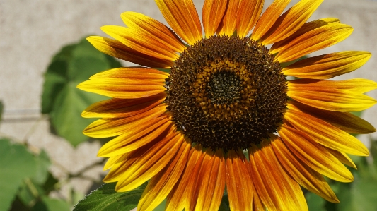 Sunflower summer blossom yellow Photo