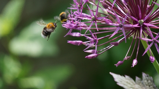 Bumblebee summer blossom purple Photo