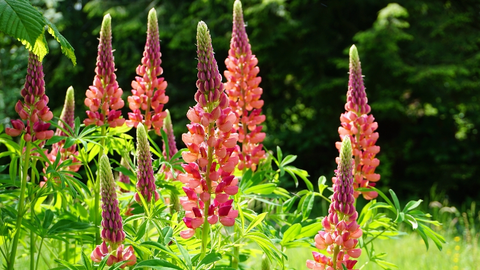 Summer lupine blossom flower