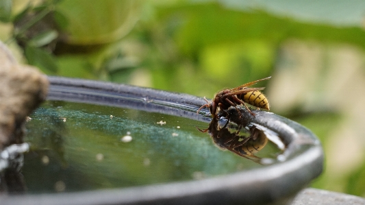 Foto Inseto vespa água onda de calor
