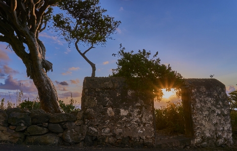 Nature tree sky wall Photo