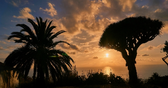 Plant tree house sky Photo