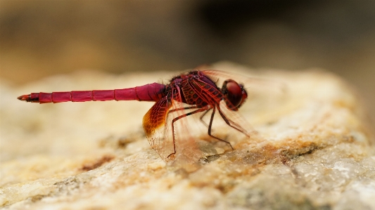 Aurora dragonfly bug insect Photo