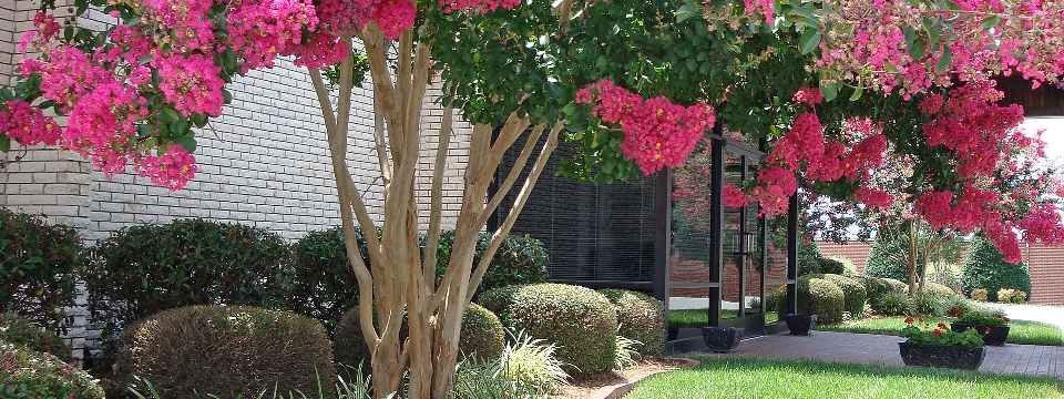 Image flower plant tree