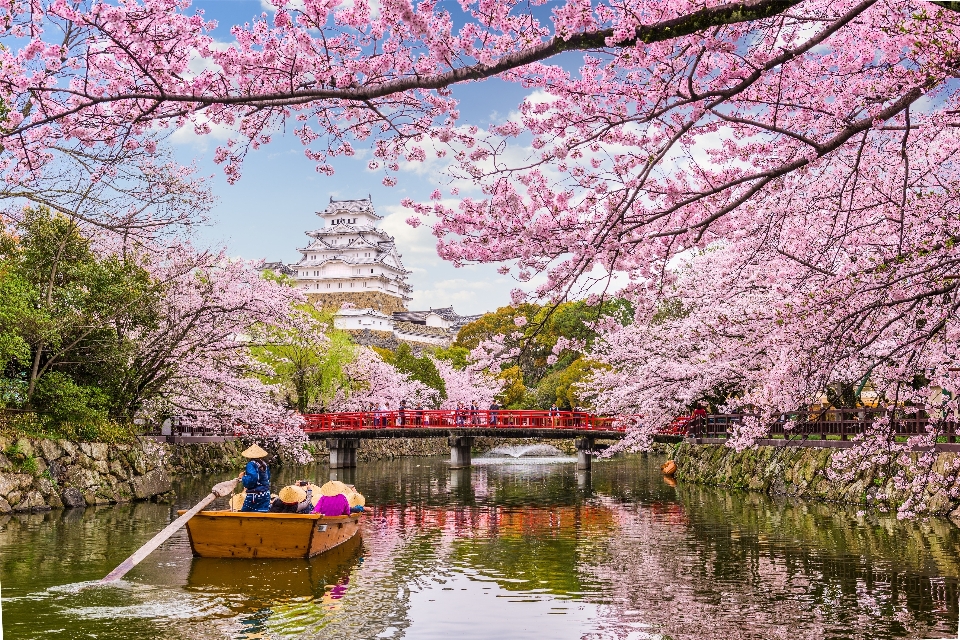 日本 花 春 桜の花
