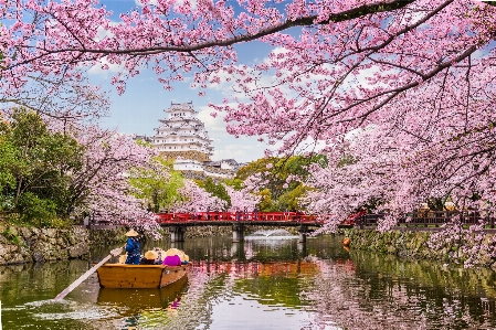 Japan flower spring blossom Photo