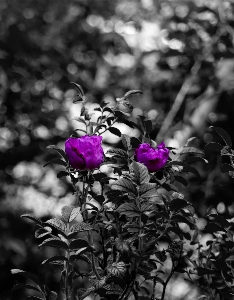 Photo Noir blanc violet feuille