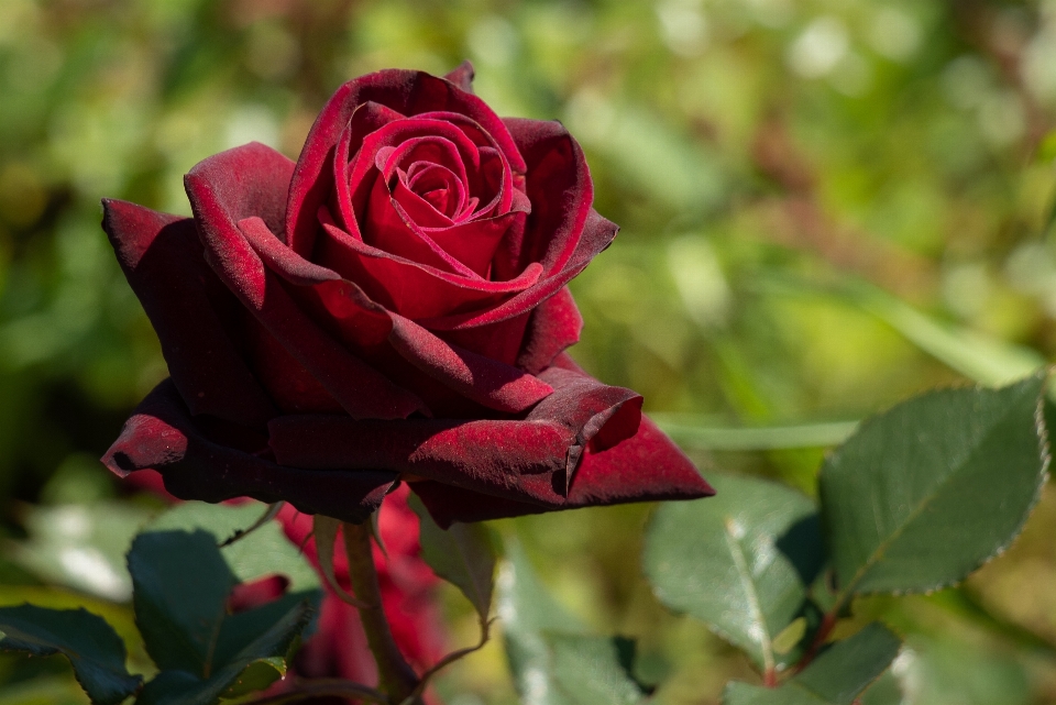 Rosso fiore rose da giardino
 pianta fiorita
