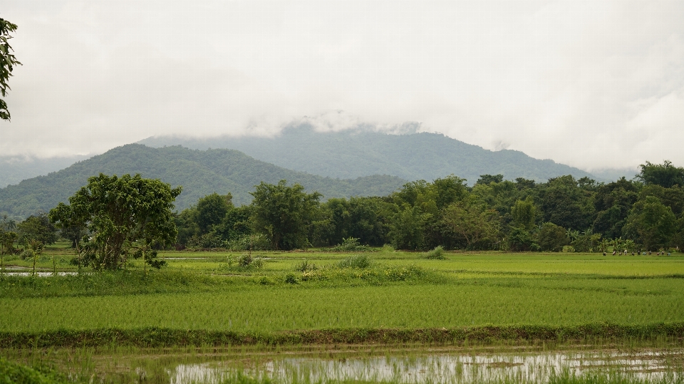 Rice fields paddy farming farm