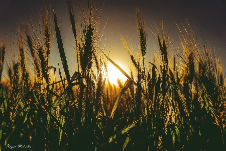 Natural sky nature grass Photo