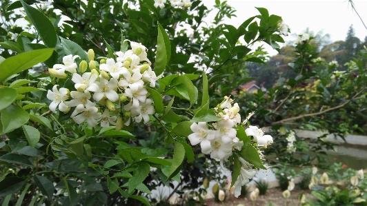 Blume blühende pflanze
 anlage weiss Foto