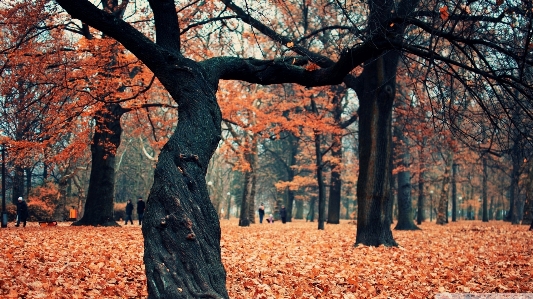 Autumn park trees tree Photo