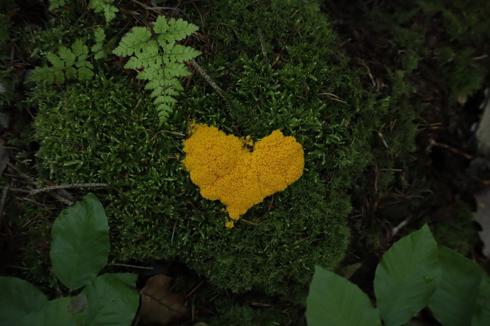 Alam hutan hijau tanaman