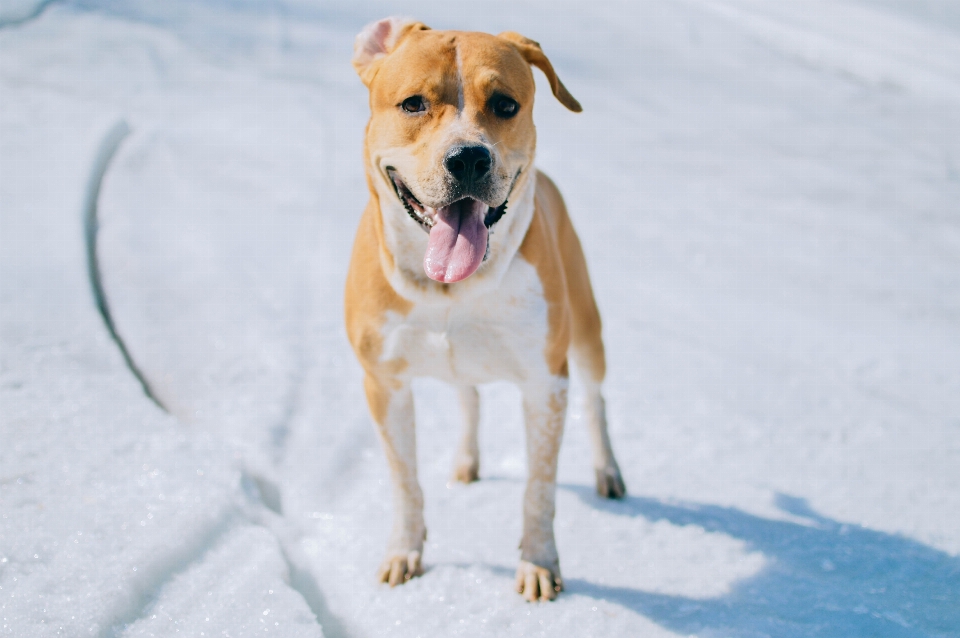 Dog pitbull winter mammal